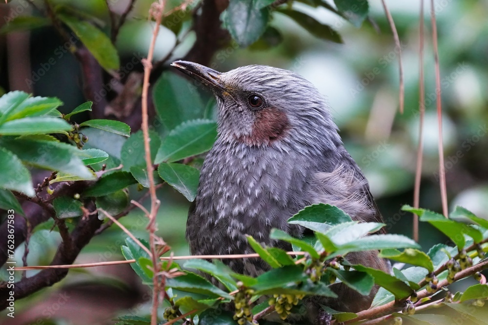 The brown-eared bulbul (Hypsipetes amaurotis) is a medium-sized bulbul native to eastern Asia. The brown-eared bulbul (Hypsipetes amaurotis) is a medium-sized bulbul native to eastern Asia.