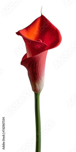 Red Calla lilly on white background