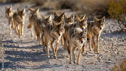 A pack of coyotes roaming through the desert, their keen senses alert for signs of prey photo