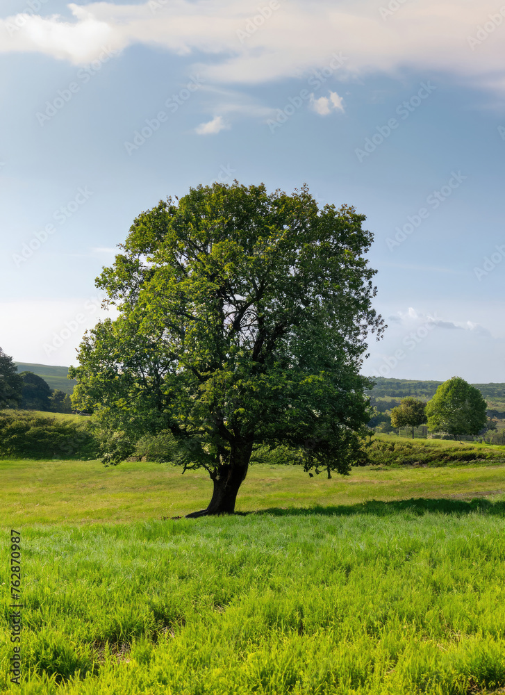 beautiful tree in the middle of a green pasture landscape beautiful tree in the middle of a green pasture landscape