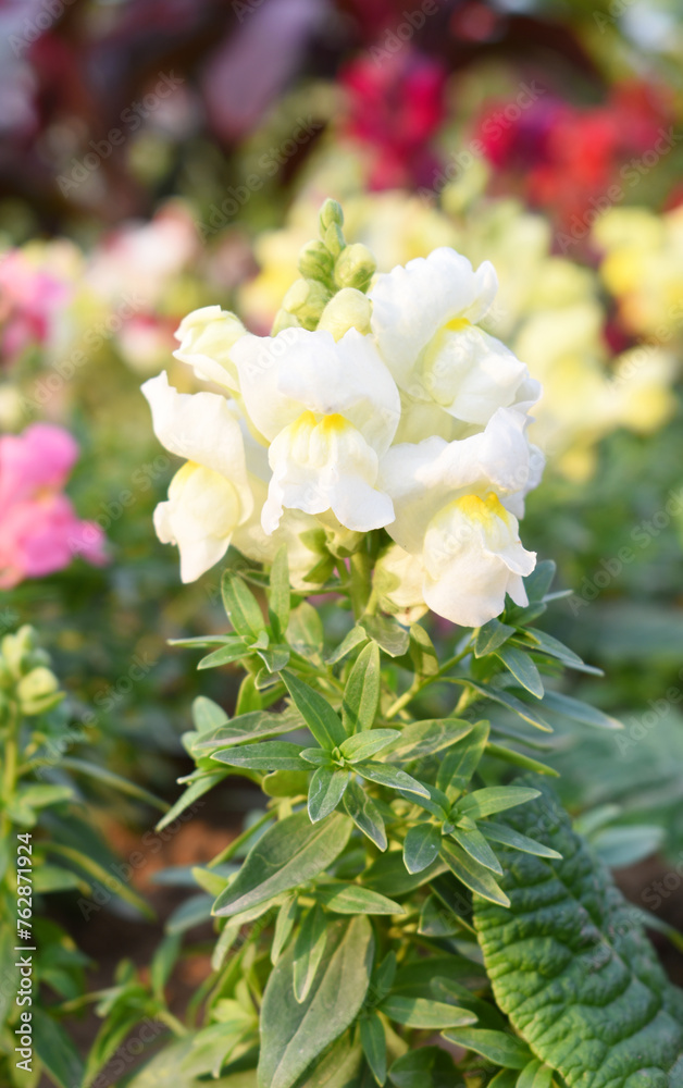 Obraz premium white stock flower in garden closeup shot, Matthiola incana flower, stock flowers, cut flowers in nursery, Stock of flowers, Flower of Stock