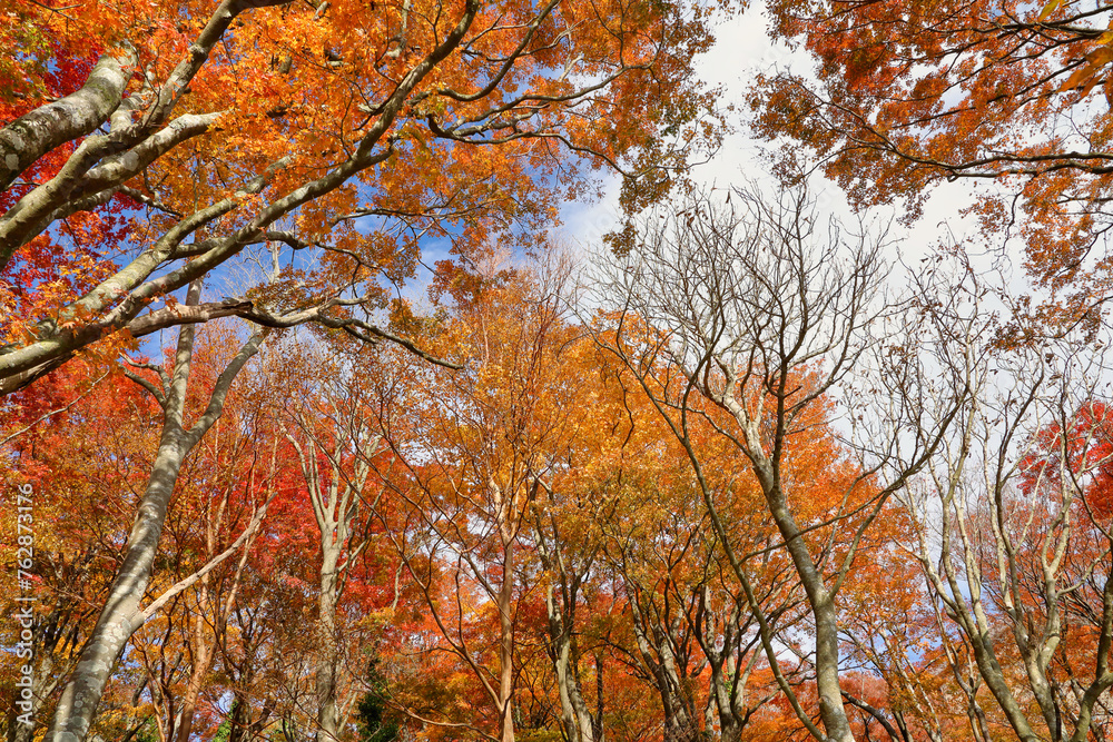 晩秋の紅葉の箱根 桃源台の風景 ( Scenery of Hakone Togendai with autumn leaves in late autumn ) 晩秋の紅葉の箱根 桃源台の風景 ( Scenery of Hakone Togendai with autumn leaves in late autumn )