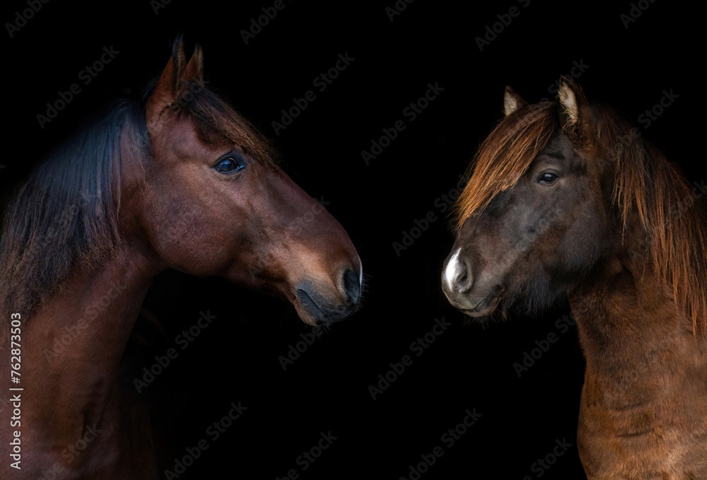 Fototapeta premium Black shot of two bay brown horses, one of them is an icelandic horse in front of black background