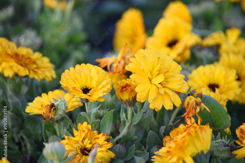 Fototapeta premium yellow Calendula officinalis flower in garden, Pot Marigold, Ruddles, Mary's gold or Scotch marigold is a flowering plant in the daisy family Asteraceae, Calendula flower closeup