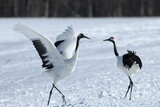 Dancing two Red-crowned Cranes on the snowfield in Hokkaido, Japan 
