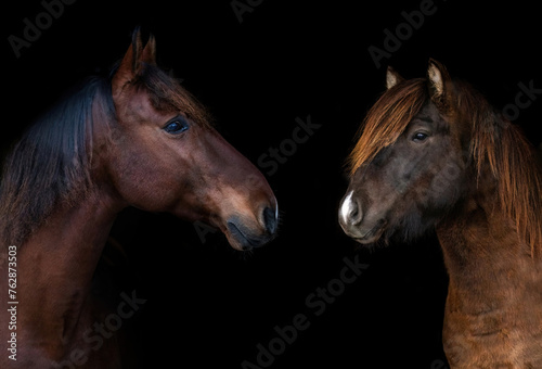 Black shot of two bay brown horses, one of them is an icelandic horse in front of black background