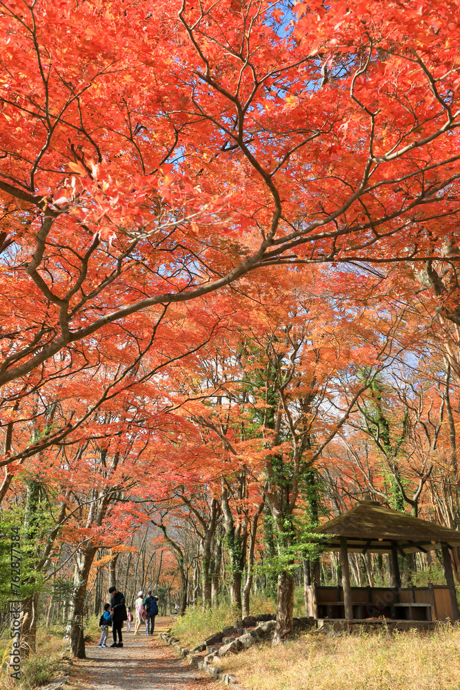 晩秋の紅葉の箱根 桃源台の風景 ( Scenery of Hakone Togendai with autumn leaves in late autumn ) 晩秋の紅葉の箱根 桃源台の風景 ( Scenery of Hakone Togendai with autumn leaves in late autumn )