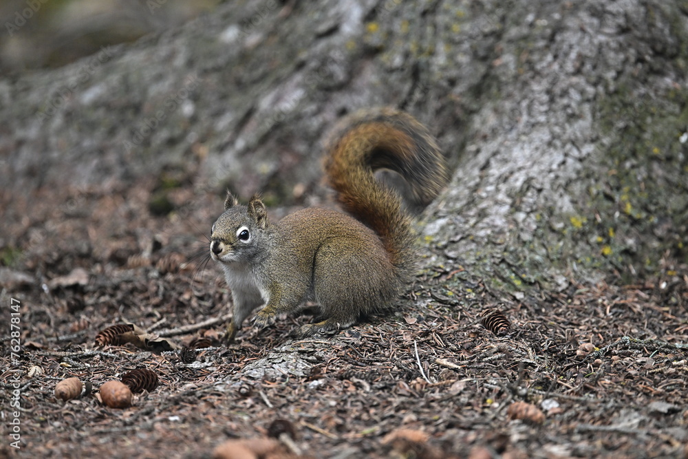 RED SQUIRREL RED SQUIRREL
