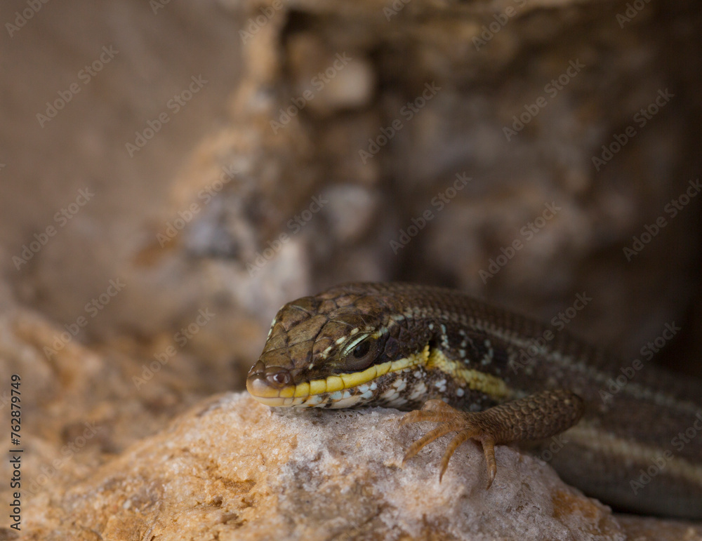 Obraz premium Trachylepis quinquetaeniata scharica - Five-lined mabuya, rainbow skink. Female. Fauna of the Sinai Peninsula.