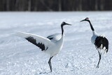conversation, two Japanese Cranes on snowfield in Hokkaido, Japan
