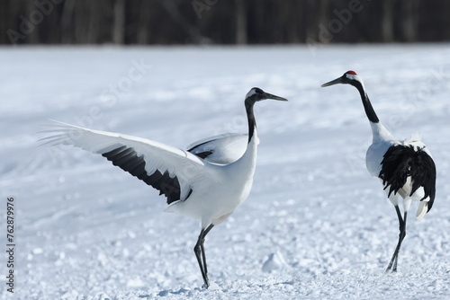 conversation, two Japanese Cranes on snowfield in Hokkaido, Japan