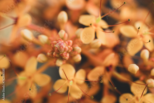 Yellow Ashoka tree flower blooming, Nature background photo