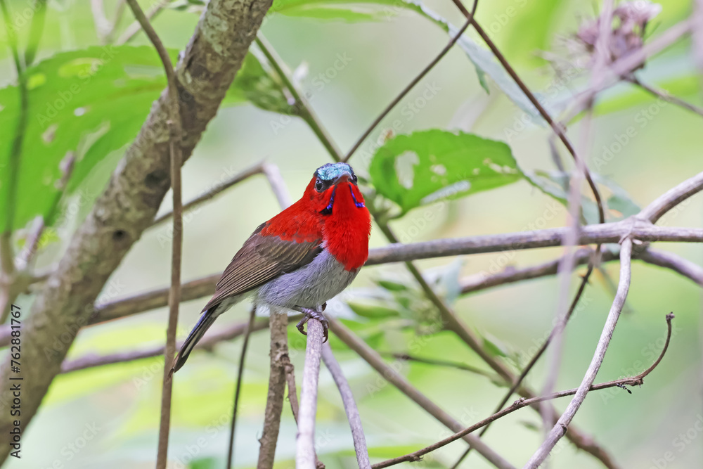 The Crimson Sunbird on a branch in nature The Crimson Sunbird on a branch in nature