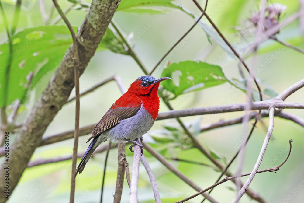 The Crimson Sunbird on a branch in nature The Crimson Sunbird on a branch in nature