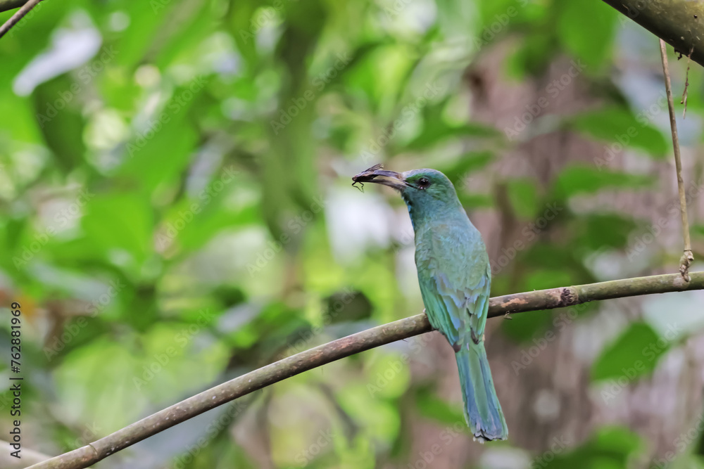 Blue-bearded Bee-eater on a branch Blue-bearded Bee-eater on a branch