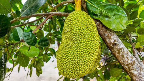 Ripe jackfruit hanging from a tree branch amidst green leaves, showcasing tropical agriculture and natural fruit background with copy space