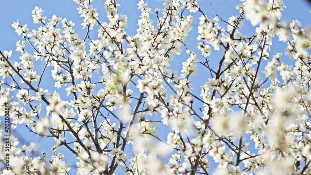 Peach blossoms bloom against the blue sky in April Peach blossoms bloom against the blue sky in April