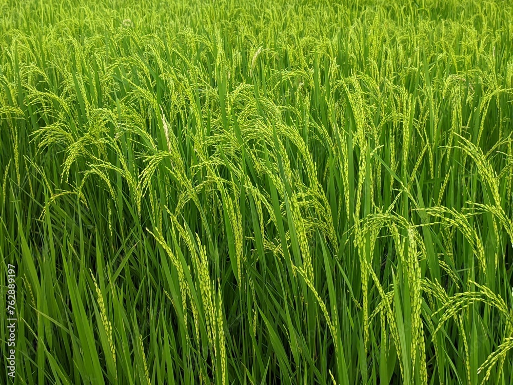 Fresh paddy plant in the fields Fresh paddy plant in the fields