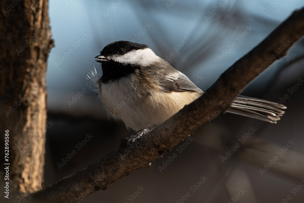 Black-Capped Chickadee