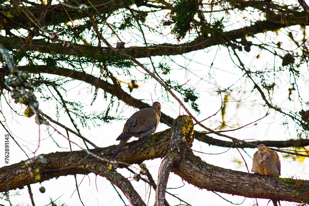 San Francisco Doves Relaxing on an Evening Sunset Tree San Francisco Doves Relaxing on an Evening Sunset Tree
