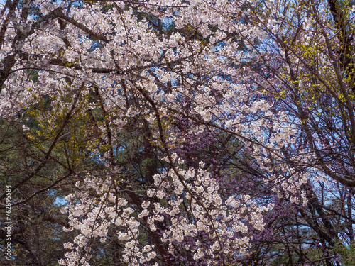 桜 さくら　sakura 山桜
