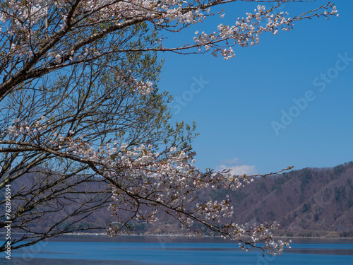桜 さくら 本栖湖