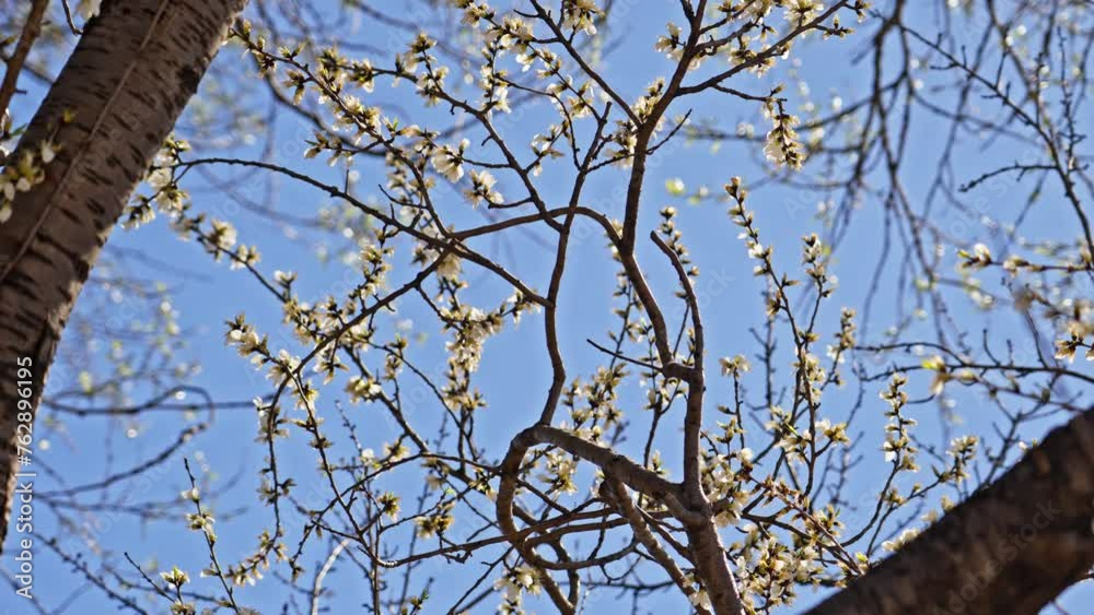 Peach blossoms bloom against the blue sky in April Peach blossoms bloom against the blue sky in April