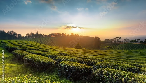 The sun dusk and Tea plantation