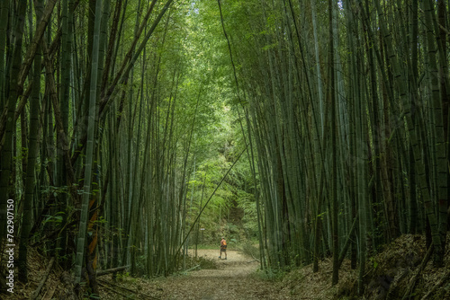 Bamboo forest on the Fenrui Historic Trail, Fenqihu, Chiayi, Taiwan