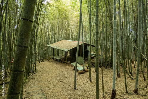 Bamboo forest on the Fenrui Historic Trail, Fenqihu, Chiayi, Taiwan photo