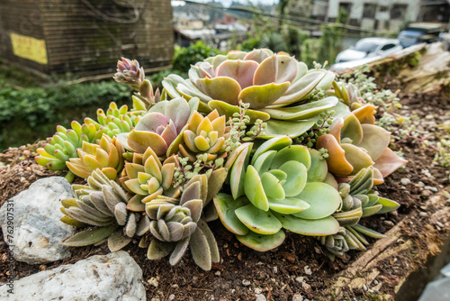 Beautiful succulent in the Fenrui Historic Trail, Fenqihu, Chiayi, Taiwan photo