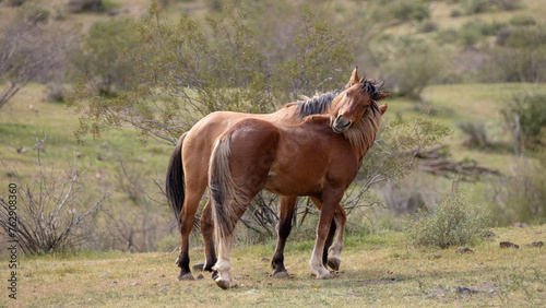 Wild horse hug in the Salt River Arizona desert United States