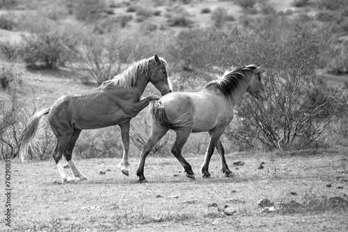 Wild horse stallions fighting in the Salt River wild horse management area near Mesa Arizona United States - black and white