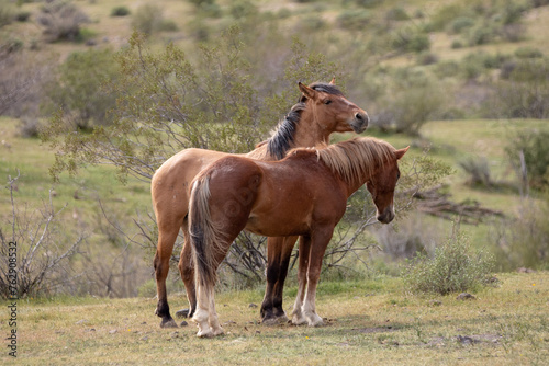 Wild horses in the southwest Arizona desert United tates
