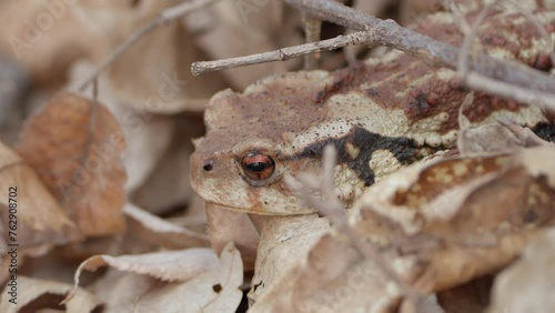 Asiatic toad or Chusan Island toad (Bufo gargarizans) head close-up resting in fallen leaves in forest South Korea photo