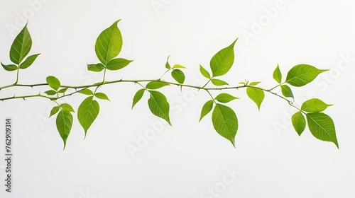 The branched leaves appear curved against the white background : Generative AI photo
