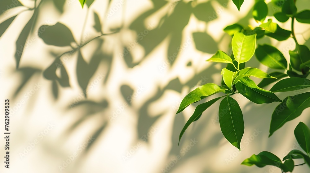 Leaf shadow and light on wall blur background Nature tropical leaves tree branch shade with sunlight on white wall texture for background wallpaper and design : Generative AI Leaf shadow and light on wall blur background Nature tropical leaves tree branch shade with sunlight on white wall texture for background wallpaper and design : Generative AI