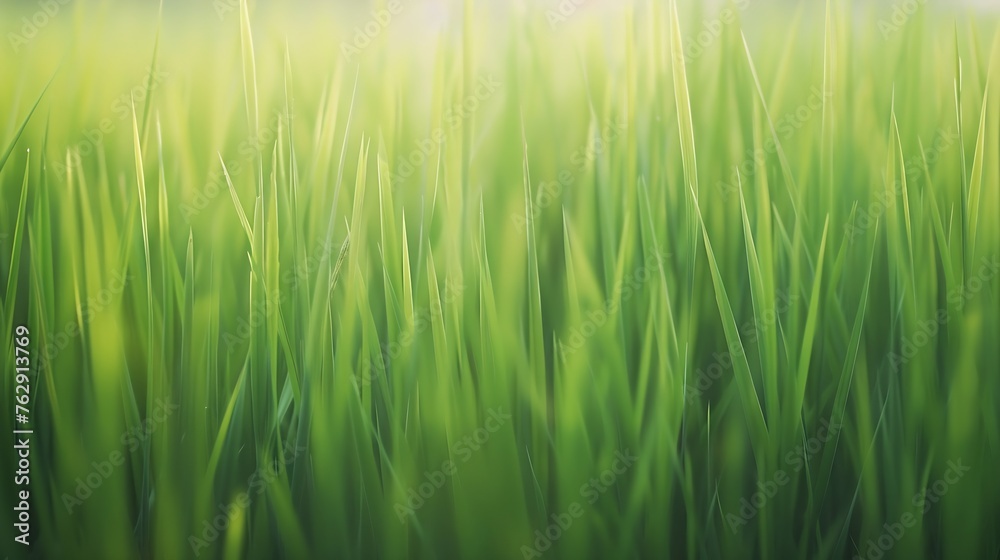 Blurred green rice paddy field Rice plantation Organic rice farm in Asia : Generative AI