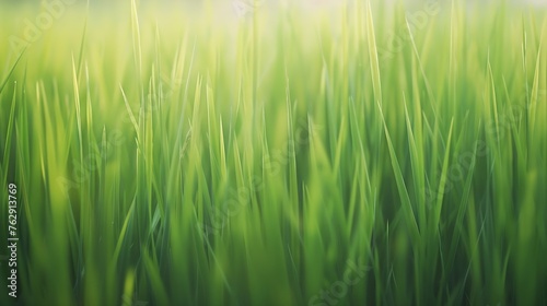 Blurred green rice paddy field Rice plantation Organic rice farm in Asia   Generative AI