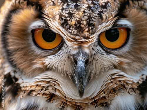 A Close Up Detailed Photo of an Owl's Face