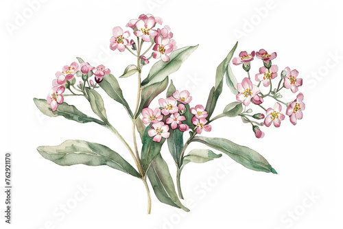 water color illustration of alyssum on white