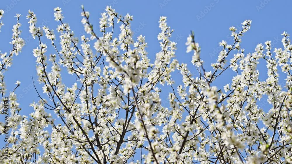 Peach blossoms bloom against the blue sky in April Peach blossoms bloom against the blue sky in April