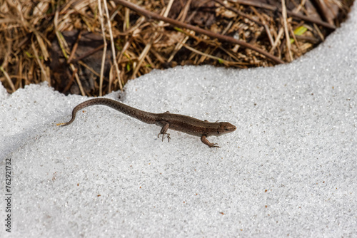 Common English lizard (Lacerta vivipara) migrates in the spring. This cold-blooded animal warmed up in the sun and does not avoid snow on the way. North Europe