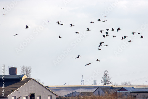 Wild geese overwinter on European agricultural lands and near livestock farms. Bean goose (Anser fabalis), white-fronted goose (Anser albifrons) flocks for feeding and makes regular foraging flights photo