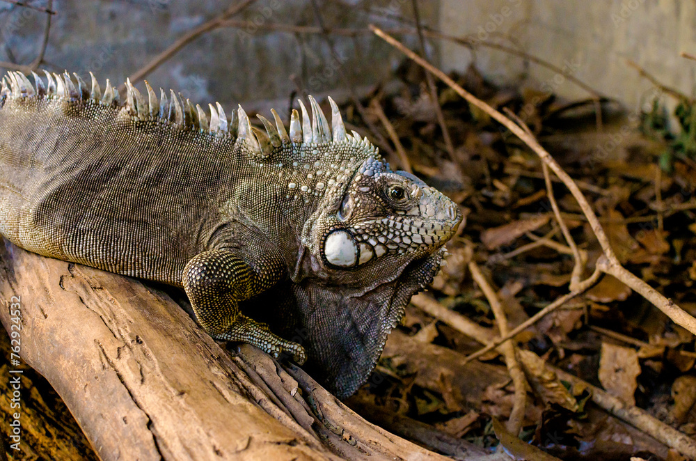Fototapeta premium lizard