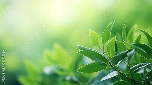 nature of green leaf in garden at summer. natural green background