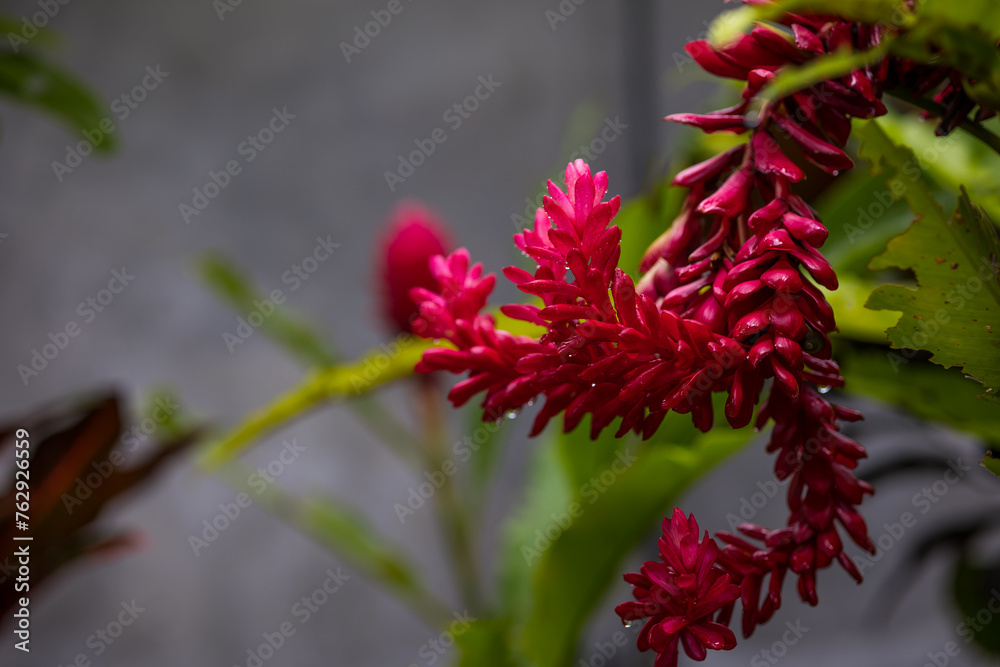exotic tropical flower red, flowers of asia exotic tropical flower red, flowers of asia