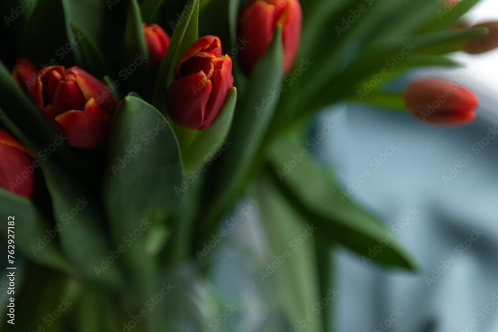Fresh spring tulips bouquet in vase