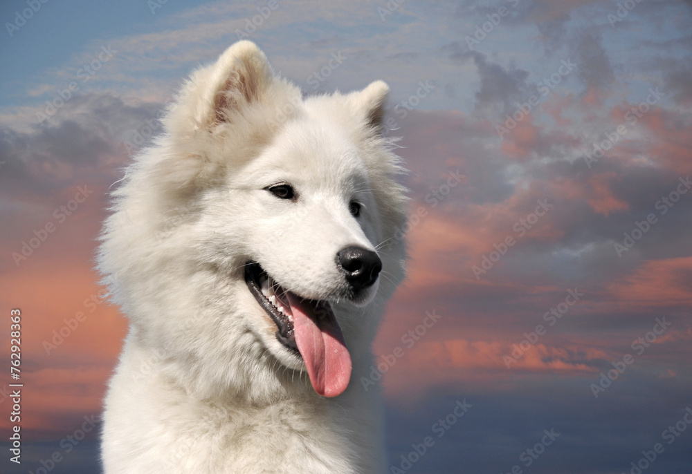 samoyed dog in a garden