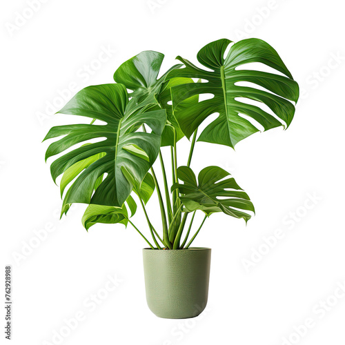 Decorative monstera tree planted gray ceramic pot , ornamental plant. isolated on a transparent background. PNG, cutout, or clipping path.